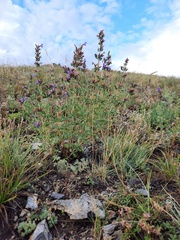 Dracocephalum fruticulosum