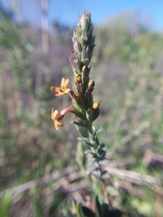 Mulguraea ligustrina