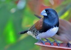 Spermestes bicolor nigriceps