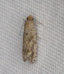 Pelochrista comatulana