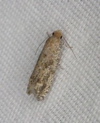 Pelochrista comatulana