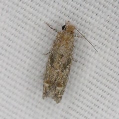 Pelochrista comatulana