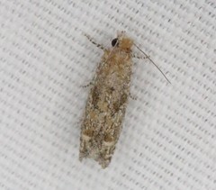 Pelochrista comatulana