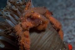 Achaeopsis spinulosa