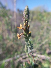 Mulguraea ligustrina