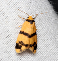 Thallarcha chrysochares