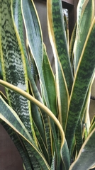 Sansevieria