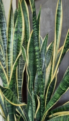 Sansevieria