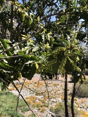 Schinus latifolia