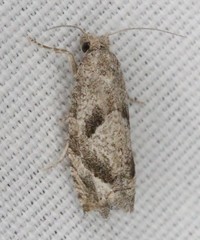 Pelochrista corosana