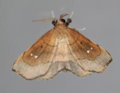Disticta atava