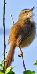 Prinia subflava pondoensis