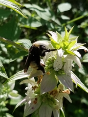 Bombus pensylvanicus image