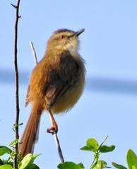 Prinia subflava pondoensis