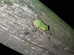 Hyla intermedia perrini