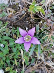 Gentianella germanica