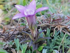Gentianella germanica