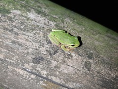 Hyla intermedia perrini