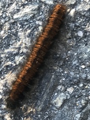 Macrothylacia rubi