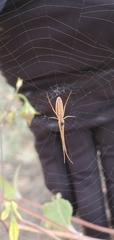 Tetragnatha montana