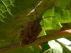 Agonoscelis versicoloratus