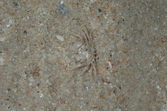 Dotilla wichmanni