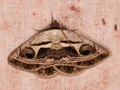 Cometaster pyrula