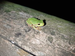 Hyla intermedia perrini