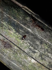 Calathus melanocephalus