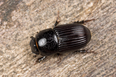 Eupleurus subterraneus