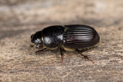 Eupleurus subterraneus