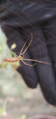 Tetragnatha montana