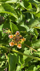 Apis mellifera