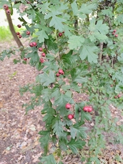 Crataegus monogyna