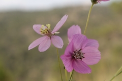 Cosmos ochroleucoflorus