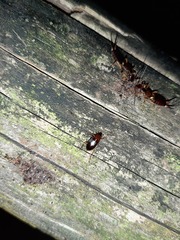 Calathus melanocephalus