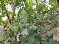 Crataegus monogyna