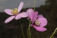 Cosmos ochroleucoflorus
