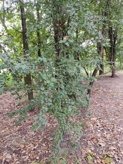 Crataegus monogyna