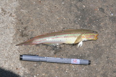 Valenciennea muralis