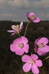 Cosmos ochroleucoflorus