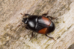 Atholus bimaculatus