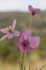 Cosmos ochroleucoflorus