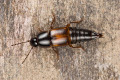 Tachinus lignorum