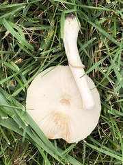 Leucoagaricus leucothites