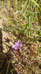 Brodiaea filifolia