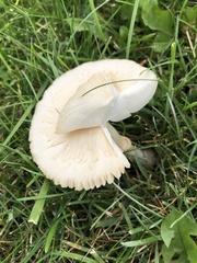 Leucoagaricus leucothites