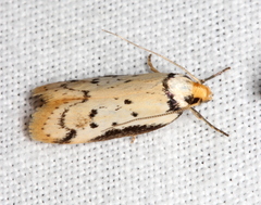 Philobota thiocrossa