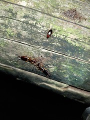 Calathus melanocephalus