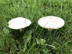 Leucoagaricus leucothites